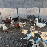 جوجه عروس داماد