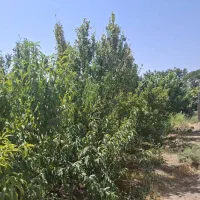 باغ ۸۵۰۰ متری تهاتر با آپارتمان و ماشین|فروش زمین و ملک کلنگی|رباط‌کریم, منجیل آباد|دیوار