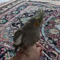 عروس هلندی|پرنده|خان ببین, |دیوار