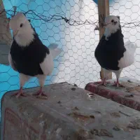 کبوتر.کفتر. طوقی|پرنده|رودشت (اصفهان), |دیوار