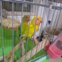 جوجه طوطی برزیلی زردوسبز دون خور سالم