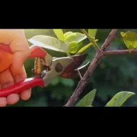 هرس و پبوند و کوددهی درخت باغی و باغچه ای