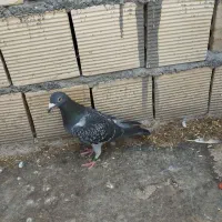 پلاکی عراق گرفتنی