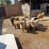 بره همشون عراقی|حیوانات مزرعه|اهواز, شریعتی جنوبی|دیوار