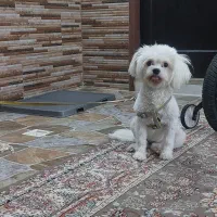 سگ خونگی فروش فوری|سگ|کاشان, شهرک ۲۲ بهمن|دیوار