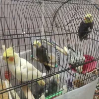 عروس هلندی بالغ