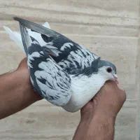 ساده زرد کاکولی.مگسی.راست سیاه.راست مشکی.|پرنده|مشهد, خرمشهر|دیوار