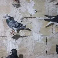 ۲۹عدد کفتر پرشی