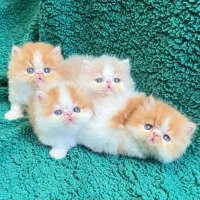 دنیای زیبای پرشین های شجره دار