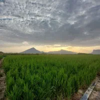 ۱۰ هکتار زمین کشاورزی اجاره