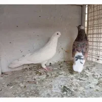 کبوترهماسرور|پرنده|کهریزک, |دیوار