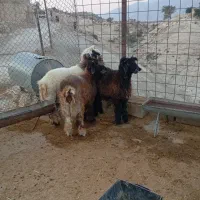 بره قوچی|حیوانات مزرعه|سوق, |دیوار