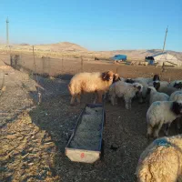 یدانه قوچ چاق