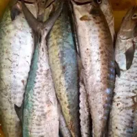 ماهی چنگو تازه رسید|خوردنی و آشامیدنی|فسا, |دیوار