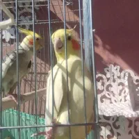 عروس هلندی نروماده معاوضه با هر چیزی