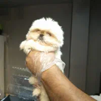 توله سگ امپریال