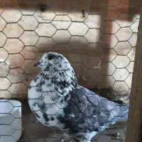 کفتر نر|پرنده|تهران, تهرانپارس شرقی|دیوار