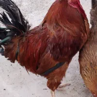 خروس محلی|حیوانات مزرعه|کرمانشاه, |دیوار