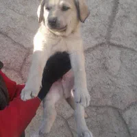 توله غراقی ر ایگان