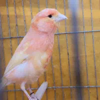 قناری جوجه ریزه خون