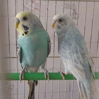 فروش مرغ عشق