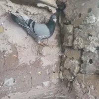 کبوترصید|پرنده|تایباد, |دیوار