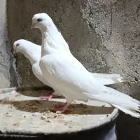 جفت چشم نوک سفید اصل