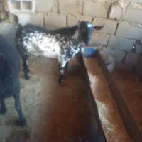 فروش‌بز‌نر
