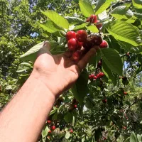 گیلاس تکدانه درجه یک الموت