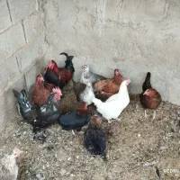 مرغ و خروس بومی تخمگذار|حیوانات مزرعه|خمینیشهر, |دیوار