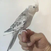 عروس هلندی|پرنده|مهاباد (آذربایجان غربی), |دیوار