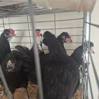نیمچه گلین خال سوزنی