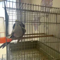 طوطی عروس سخنگو رام  آواز خوان باهوش|پرنده|تهران, صادقیه|دیوار