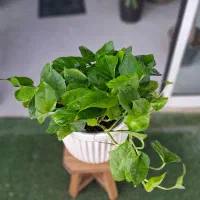 کامیس|گل و گیاه طبیعی|تربت‌حیدریه, بی بی حسنیه|دیوار