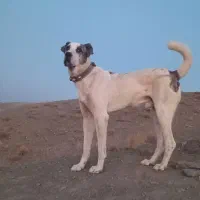 سگه نگهبان|سگ|سبزوار, شهرک جهاد|دیوار