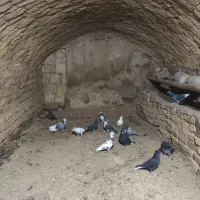 کبوتر پرشی