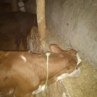 گوساله ماده درجه یک از بندر ترکمن اوردم
