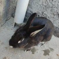 خرگوش ماده سیاه