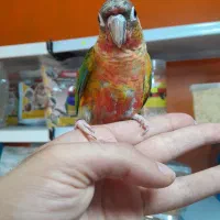 طوطی گرینچیک های تازه دونخور و نرم خور  اموزش دیده