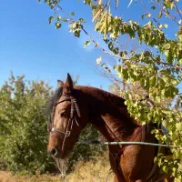 اسب مادیان کورد ۷ساله تیز و رام شده خیلی آرومه