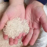عرضه کننده مرغوبترین برنج های گیلان
