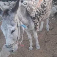 فروش الاغ بخته
