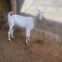 فروش بز جزیره ای آبستن