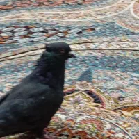 کبوتر اصفهانی|پرنده|اصفهان, ارغوانیه|دیوار