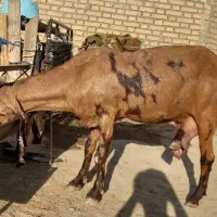 بزز|حیوانات مزرعه|کرخه, |دیوار
