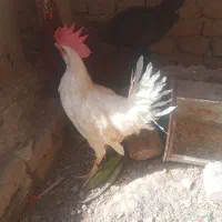 خروس محلی