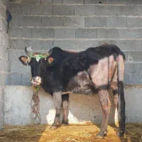 گاو شکم دار ۸ ماه جوان درشت|حیوانات مزرعه|ماسال, |دیوار