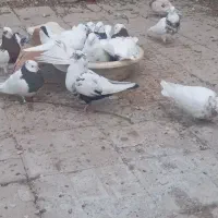 کبوتر جوجه کشی