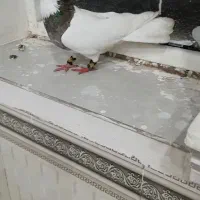 طوقی|پرنده|عنبرآباد, |دیوار