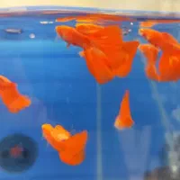 بار جدید گوپی کپی پلاتی خونی مولی گیاه خوار شکم پر